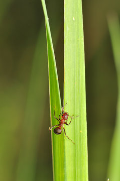 ant
