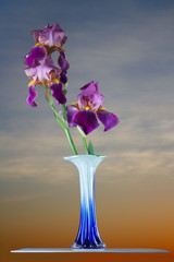 Bouquet deep purple iris flower
