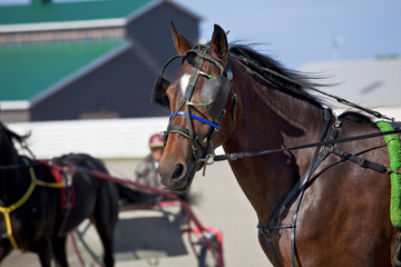 Harness Racing