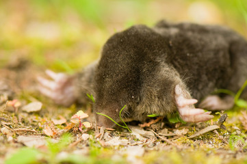 European Mole, Talpa europaea