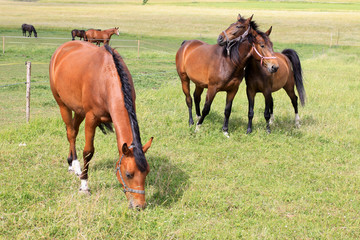 Obraz premium The Love between Horses on the green Pasture