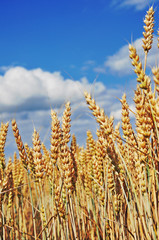Agriculture, summer grain field