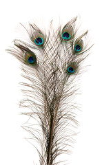 Obraz premium Peacock Feathers on white background