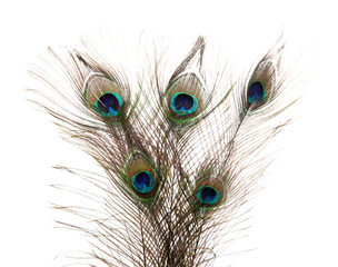 Obraz premium Peacock Feathers on white background