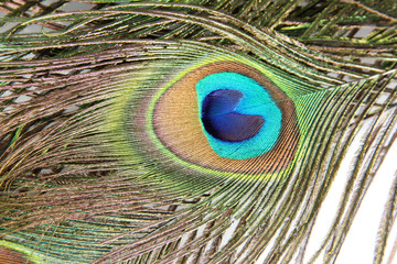 Peacock feathers close-up