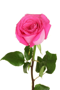 beautiful pink rose on white background close-up