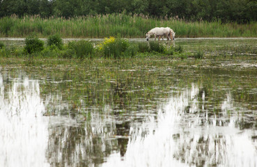 Camargue horses