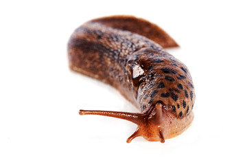 Slug on a white background
