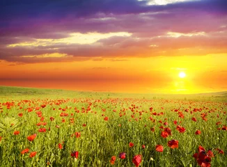 Wall murals Yellow poppies against the sunset sky