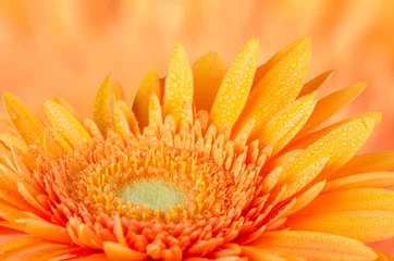 Photo sur Plexiglas Gerbera Orange gerbera daisy