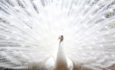 Fototapeta premium White peafowl