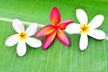 Three Plumeria on Banana Leaf
