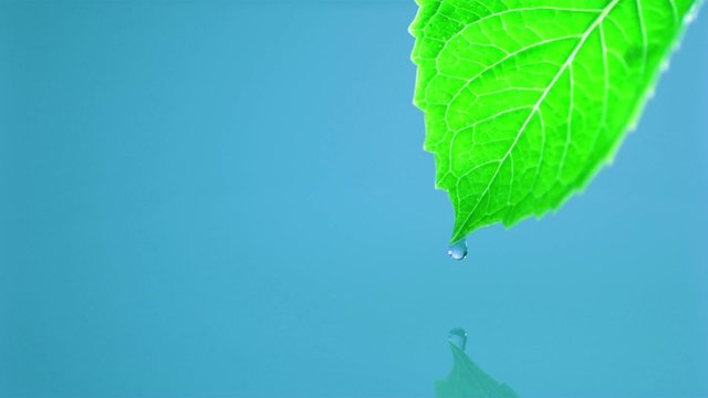 Leaf and water, Slow Motion