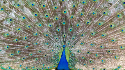 Obraz premium Peacock demonstrating it's beautiful feathers
