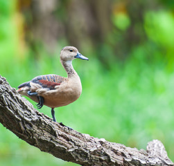Ducks