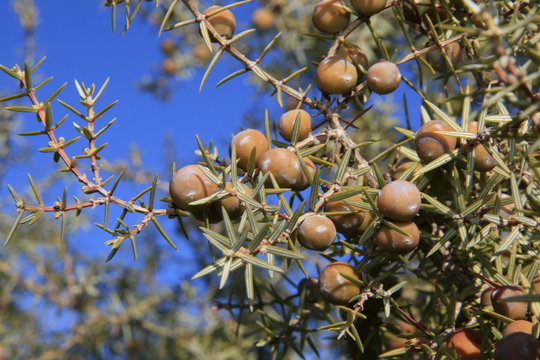 plantas de la sierra del Segura