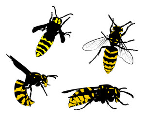 yellow and black wasps collection