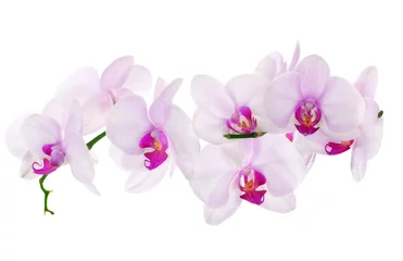 Wall murals Orchid lot of light pink isolated orchids