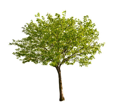 Fototapeta isolated tree with young leaves