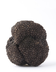 Tartufo