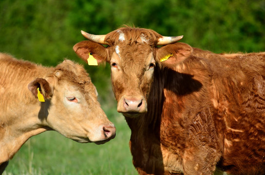 K&uuml;he auf der Weide