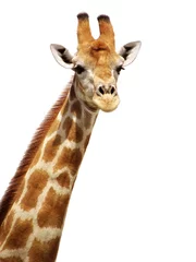 Crédence de cuisine en verre imprimé Girafe Girafe isolée