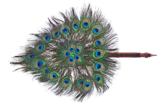 Peacock feathers