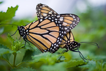 Monarchs Mating