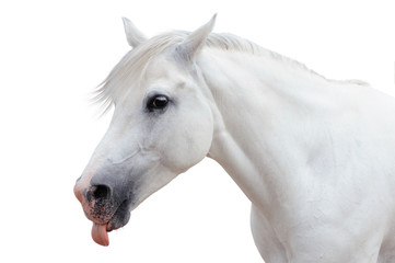 Arabian stallion on a white background - 42428323