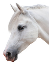 Arabian stallion on a white background