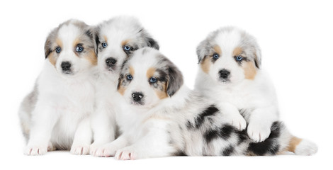 A group of four australian shepherd puppies - 42428362
