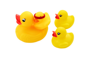 Family of torrent ducks