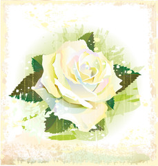 vintage illustration of white rose