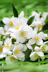 jasmin flowers