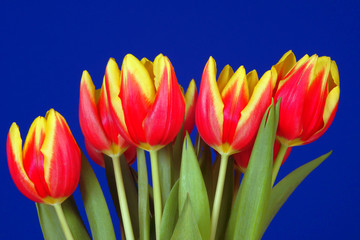 Tulipany na niebieskim tle