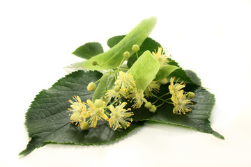 Lindenblüten