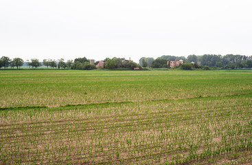 Plants in the field