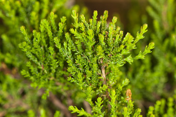 green heather