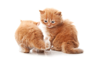 little kitten playing