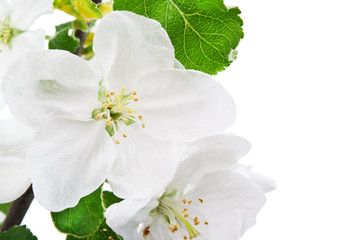 branch flower blossom