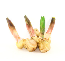 Galangal ginger isolated on white background. Thai herb