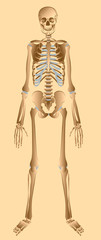 Illustration of human skeleton front view