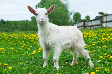 little white goat © dimasobko