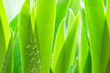 green grass background