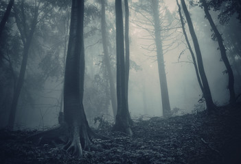 pine trees in a dark forest with green fog
