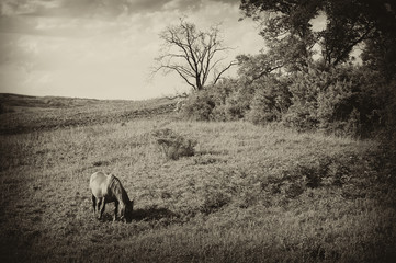 vintage photo of a landscape with horse at summer