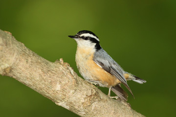Male Red-breasted Nuthatch (Sitta canadensis)