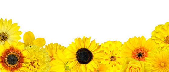 Selection of Yellow Flowers at Bottom Row Isolated