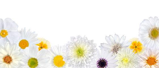 Selection of White Flowers at Bottom Row Isolated