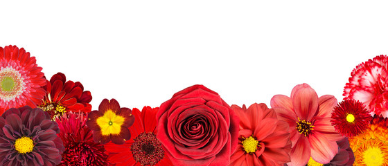 Selection of Various Red Flowers at Bottom Row Isolated